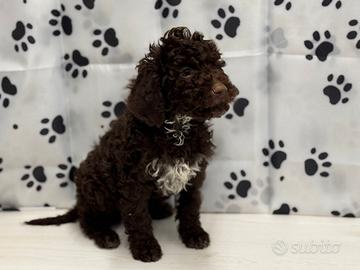 Lagotto romagnolo