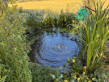 piante per laghetto o pond 