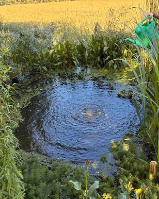 piante per laghetto o pond 