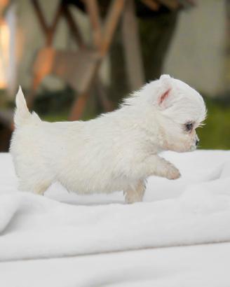 Cuccioli di Maltese