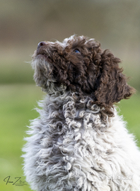 Cuccioli di lagotto romagnolo