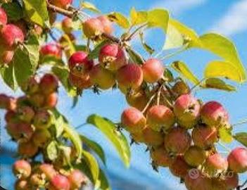 Melo selvatico, melette piccolissime rosse