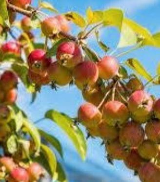 Melo selvatico, melette piccolissime rosse