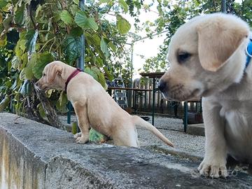 Labrador