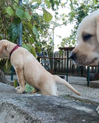 Labrador