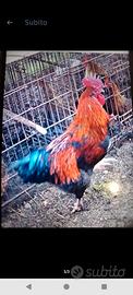 Gallo Marans