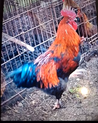 Gallo Marans