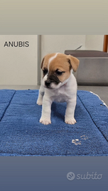 Jack Russell Terrier