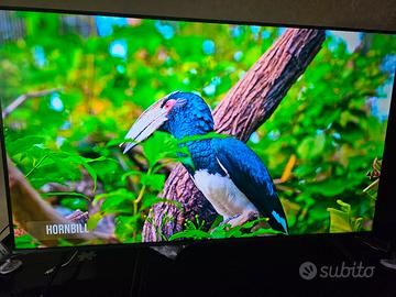 SMARTV MINILED 55 POLLICI  8 mesi di vita 