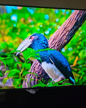 SMARTV MINILED 55 POLLICI  8 mesi di vita 