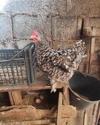 Galline americanine