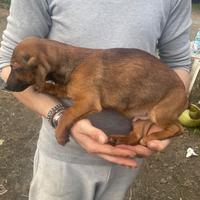 Cuccioli cane