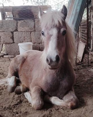 Pony