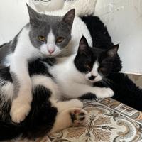 Gattini inseparabili