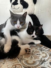 Gattini inseparabili