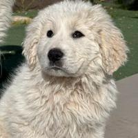 Talismani d'amore in formato canino ??