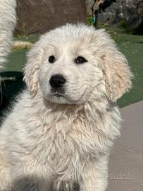 Talismani d'amore in formato canino ??