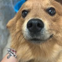 Cane volpino. per problemi lavorativi