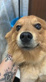 Cane volpino. per problemi lavorativi