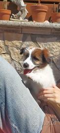 Cucciolo di jack russell broken