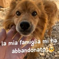 KIKKO SIMIL VOLPINO 8 ANNI 12 kg circa