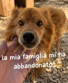 KIKKO SIMIL VOLPINO 8 ANNI 12 kg circa