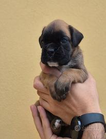 Cuccioli boxer