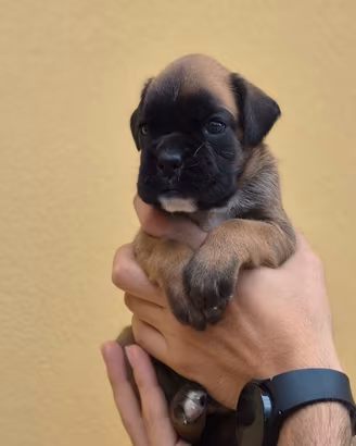 Cuccioli boxer