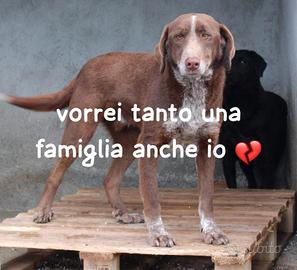 Chocolate 4 anni simil bracco