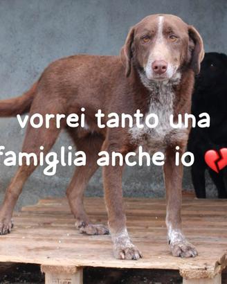 Chocolate 4 anni simil bracco