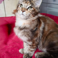 Cucciola Maine Coon tg XXL,pedigree Anfi
