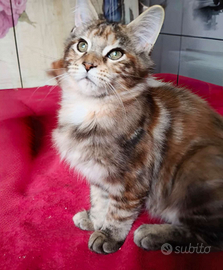 Cucciola Maine Coon tg XXL,pedigree Anfi