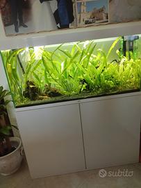 acquario ciano 240 lt