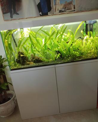 acquario ciano 240 lt