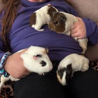 Porcellini d'india/cavie peruviane