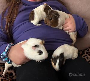 Porcellini d'india/cavie peruviane