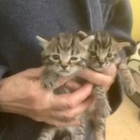 Gattini disponibili