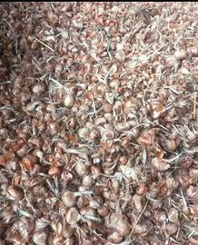 Bulbi di zafferano italiani - varie taglie