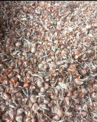 Bulbi di zafferano italiani - varie taglie