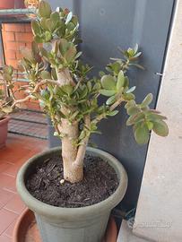 pianta grassa albero di giada Crassula ovata