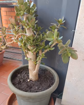 pianta grassa albero di giada Crassula ovata