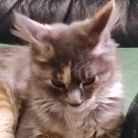 Maine coon kitten
