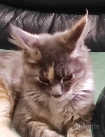 Maine coon kitten