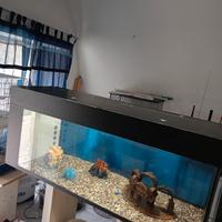 acquario 