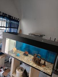 acquario 