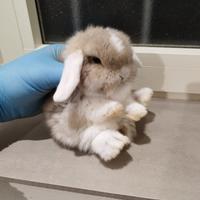 Coniglio nano ariete mini lop