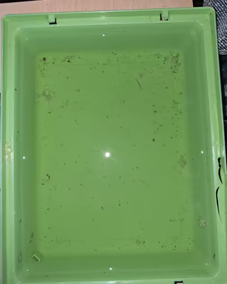 Corydoras Bronze - piccoli nati da riproduzione