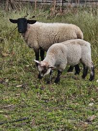 Agnelli maschi da carne