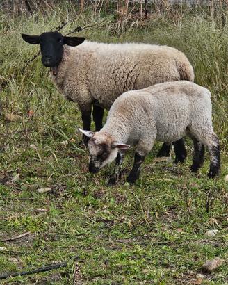 Agnelli maschi da carne