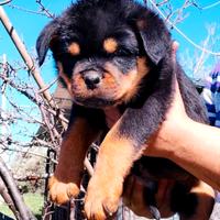 Cuccioli rottweiler pedigree